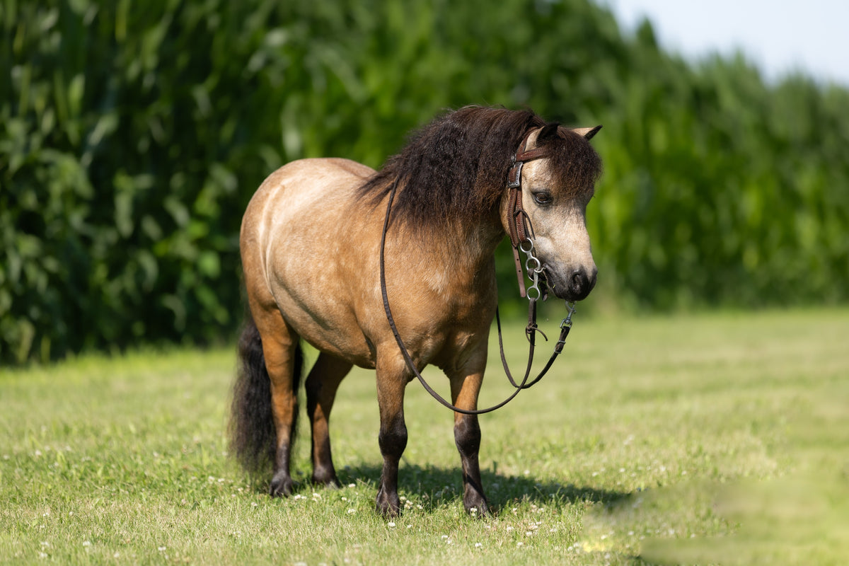 Horses Rounded Up Fall Round Up Horse Sale